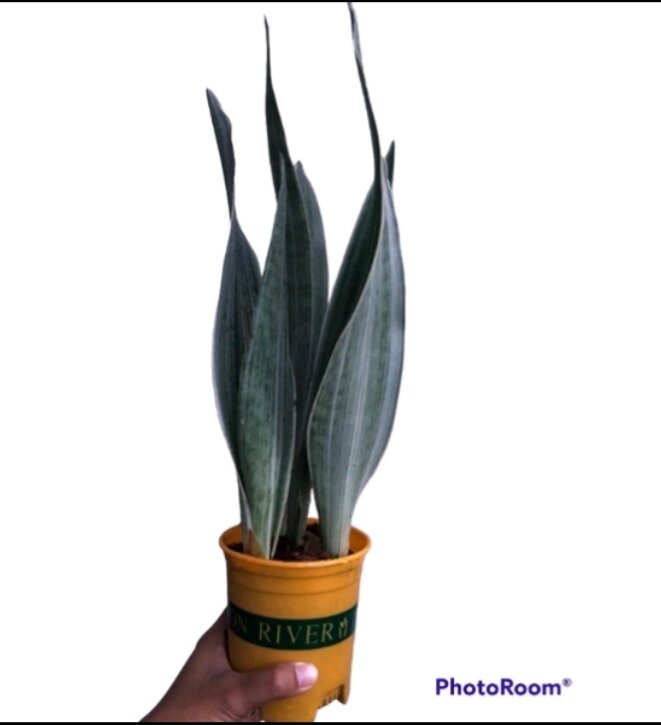 Sansevieria Sayuri Metallica Silver Siam In Lazada