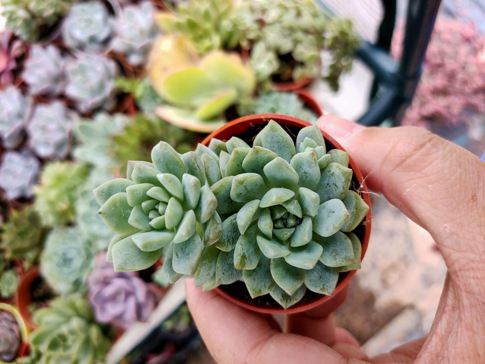 Live Succulent Echeveria Prolifica Moran J Meyr N Cm Pot Lazada