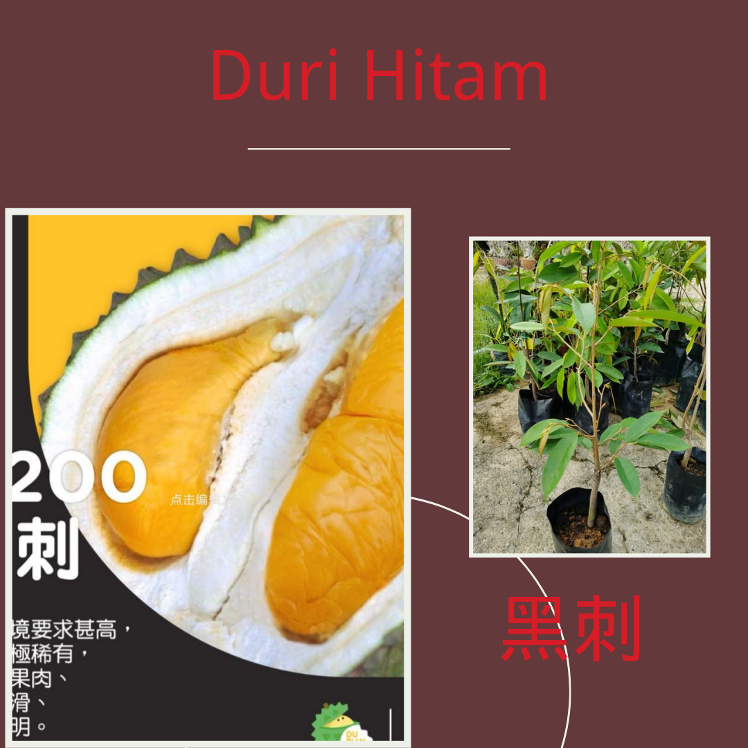 Durian duri hitam black thorn 黑刺 d200 size 3 kaki lebih Lazada