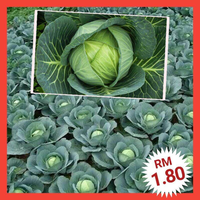 Akplanting Biji Benih Vegetable Seed Flower Seeds Sayur Bunga Buah