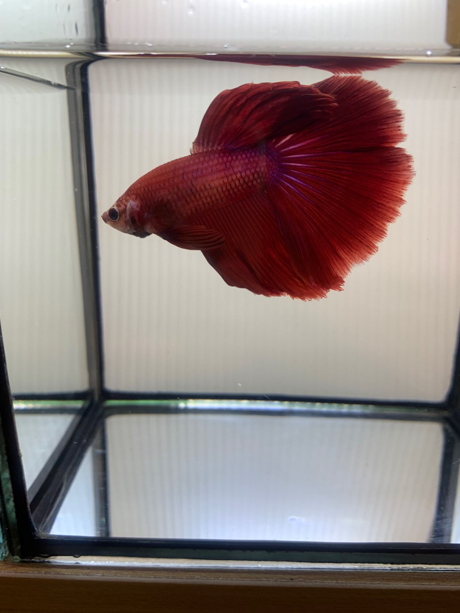 Super Red Red Halfmoon Import Thailand Showgrade Betta Ikan Laga