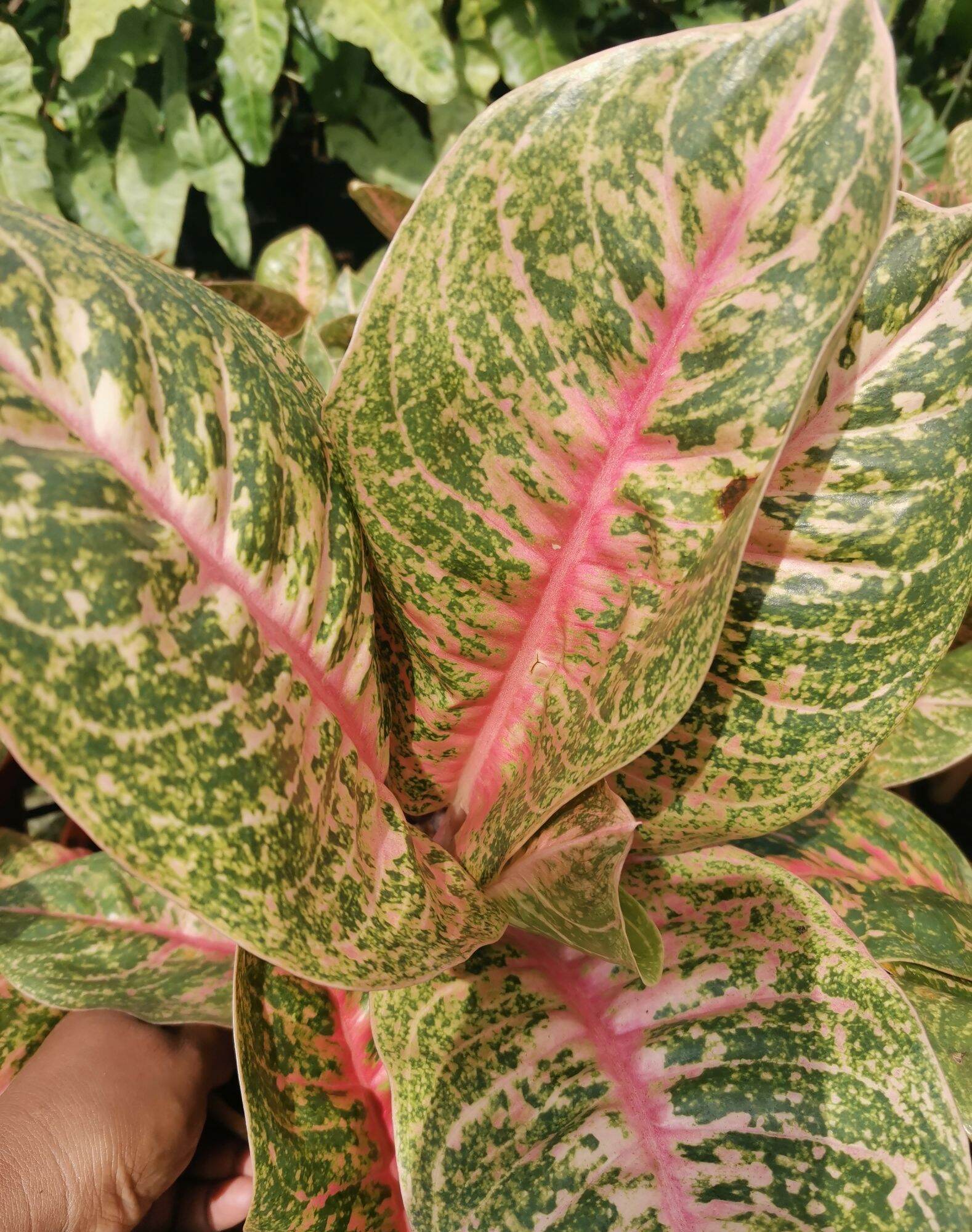 Aglaonema Harlequin Indoor Plants Lazada