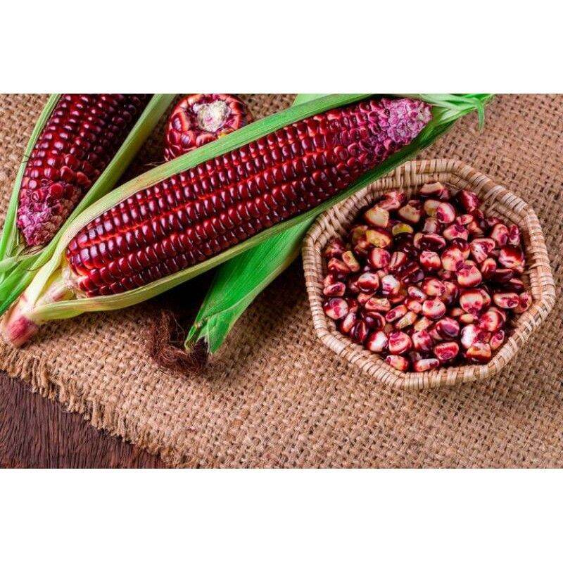 Rare 18 Biji Benih Jagung Ungu Manis Thai Purple Sweet Corn Hybrid