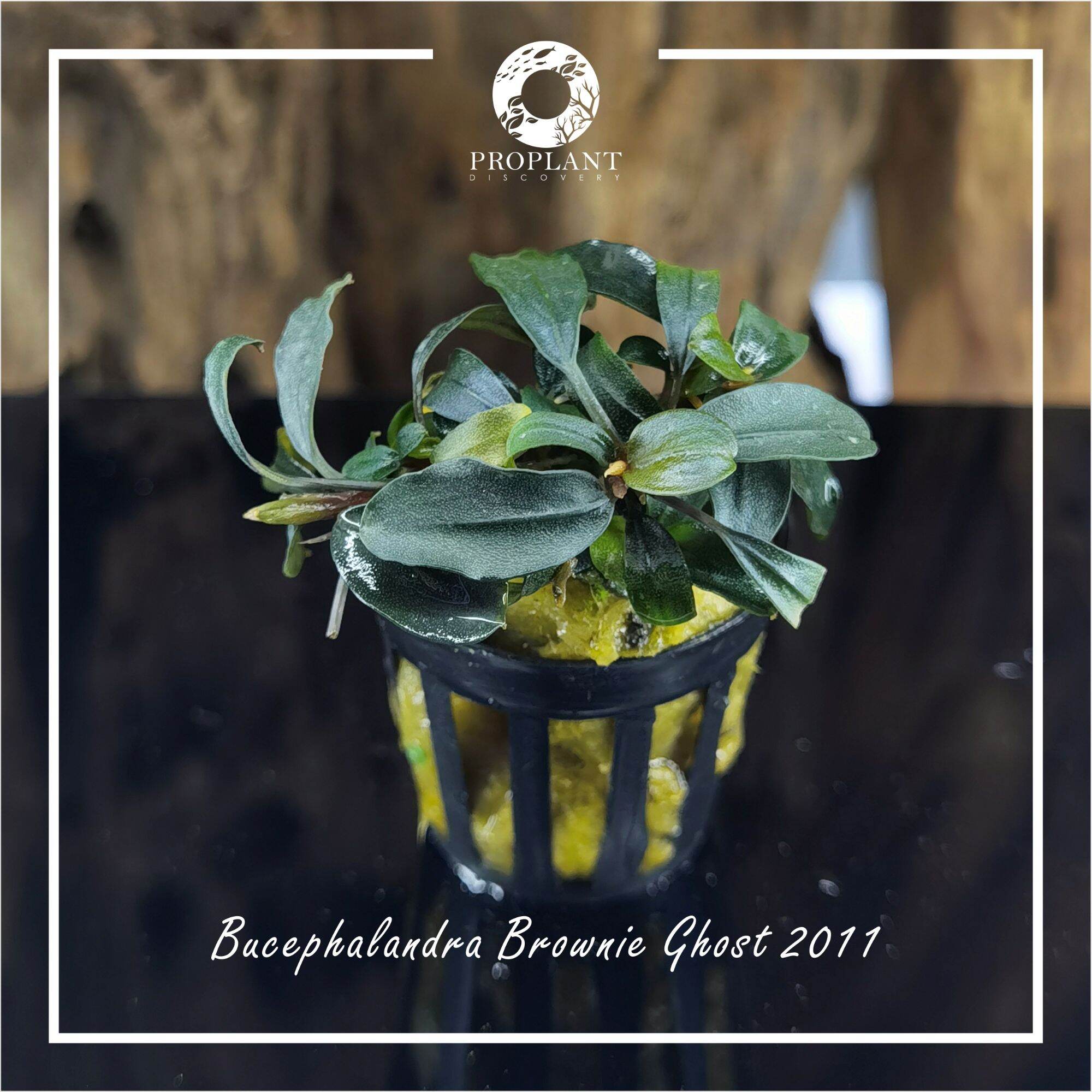 Bucephalandra Brownie 2011 Ghost Aquarium Aquascape Low Tech