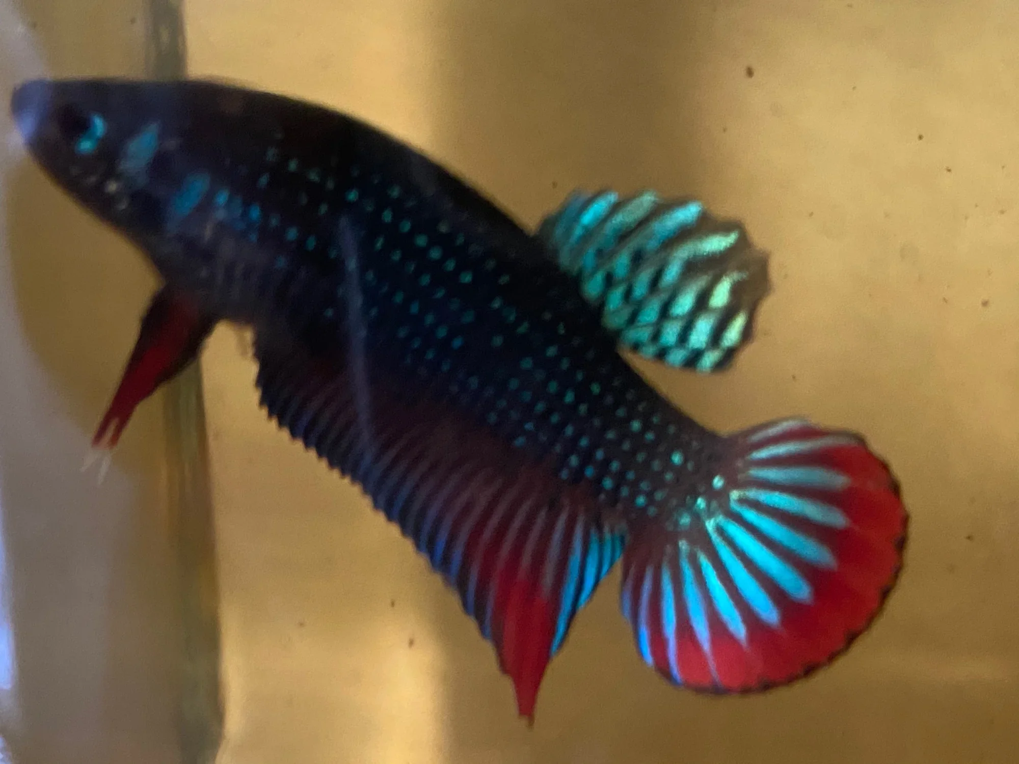 Ikan Laga Kampung Jantan
