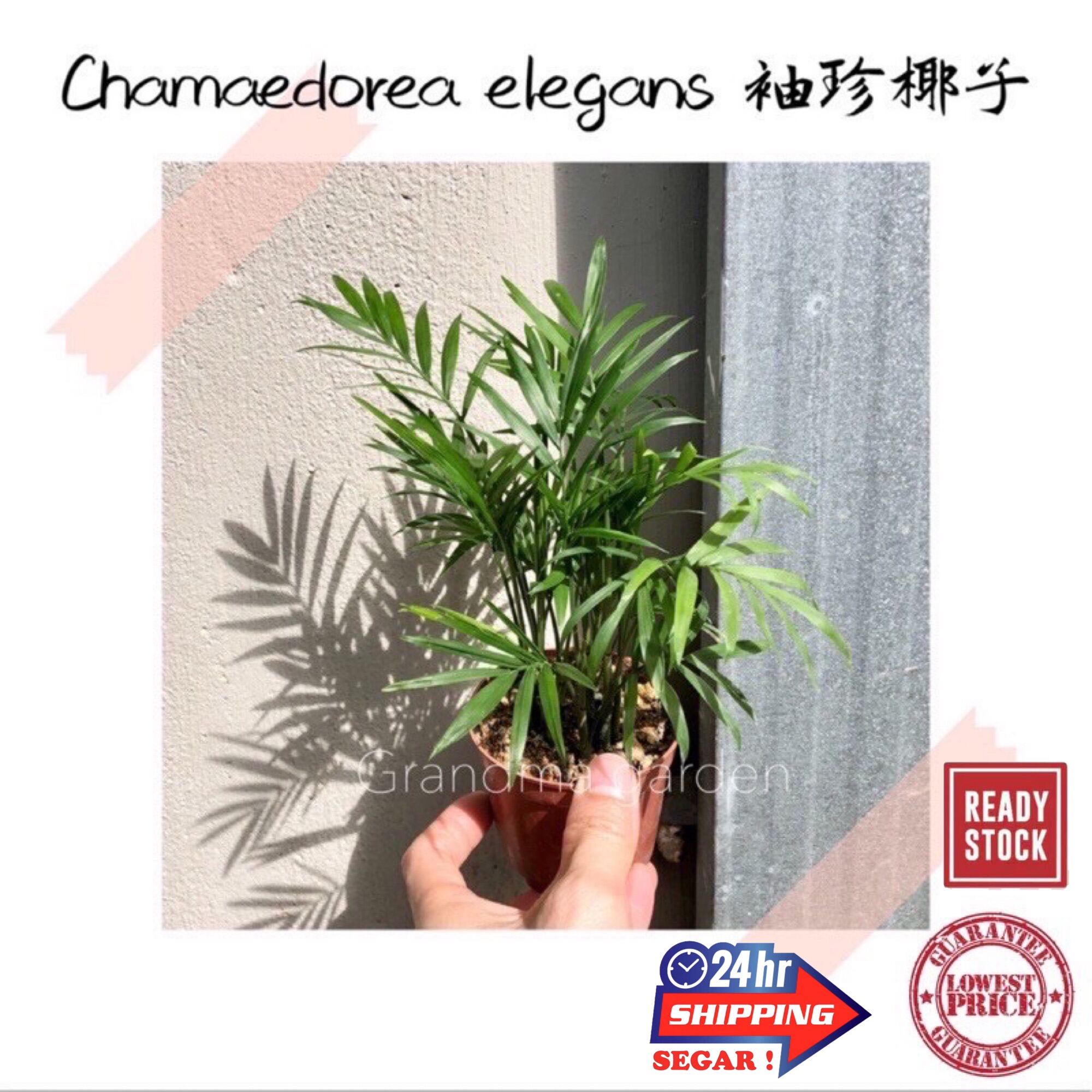 Gg Real Plant Chamaedorea Elegans 袖珍椰子 Parlour Mini Bamboo Palm Pokok Hidup Hiasan Rumah Tumbuhan Bunga Indoor Plants Lazada