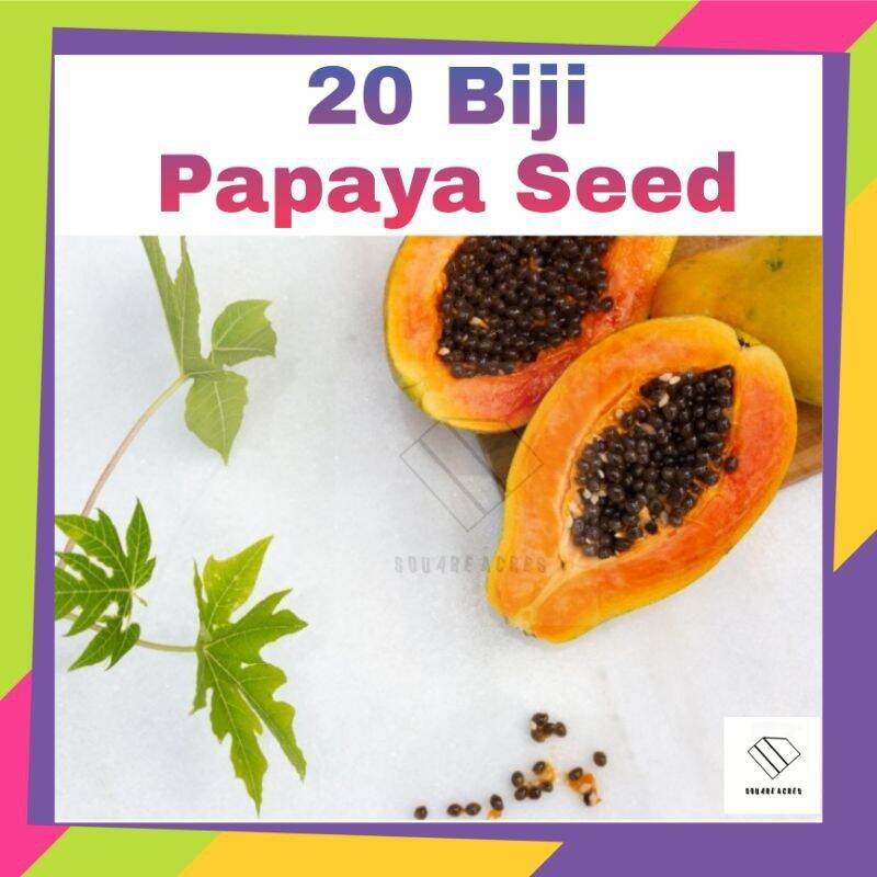 Biji Benih Betik Manis Sweet Papaya Lazada