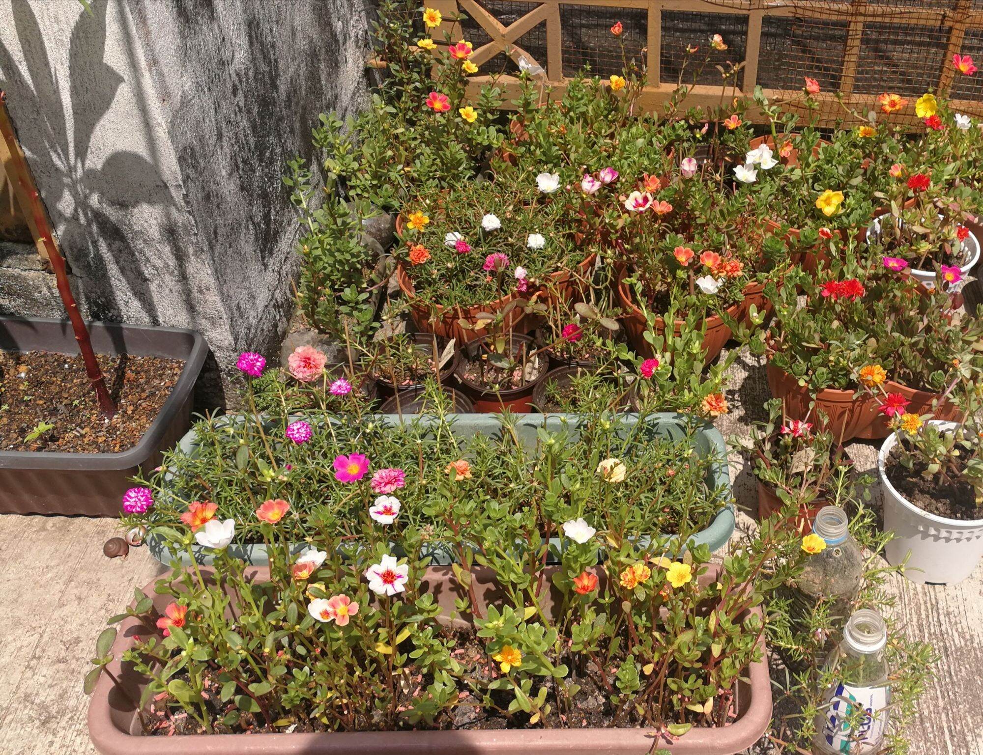 Ready Stock Japanese Rose Mix Colour 50keratan 九点花 日本玫瑰 混色50支 Not East M Sia Delivery Sorry Lazada