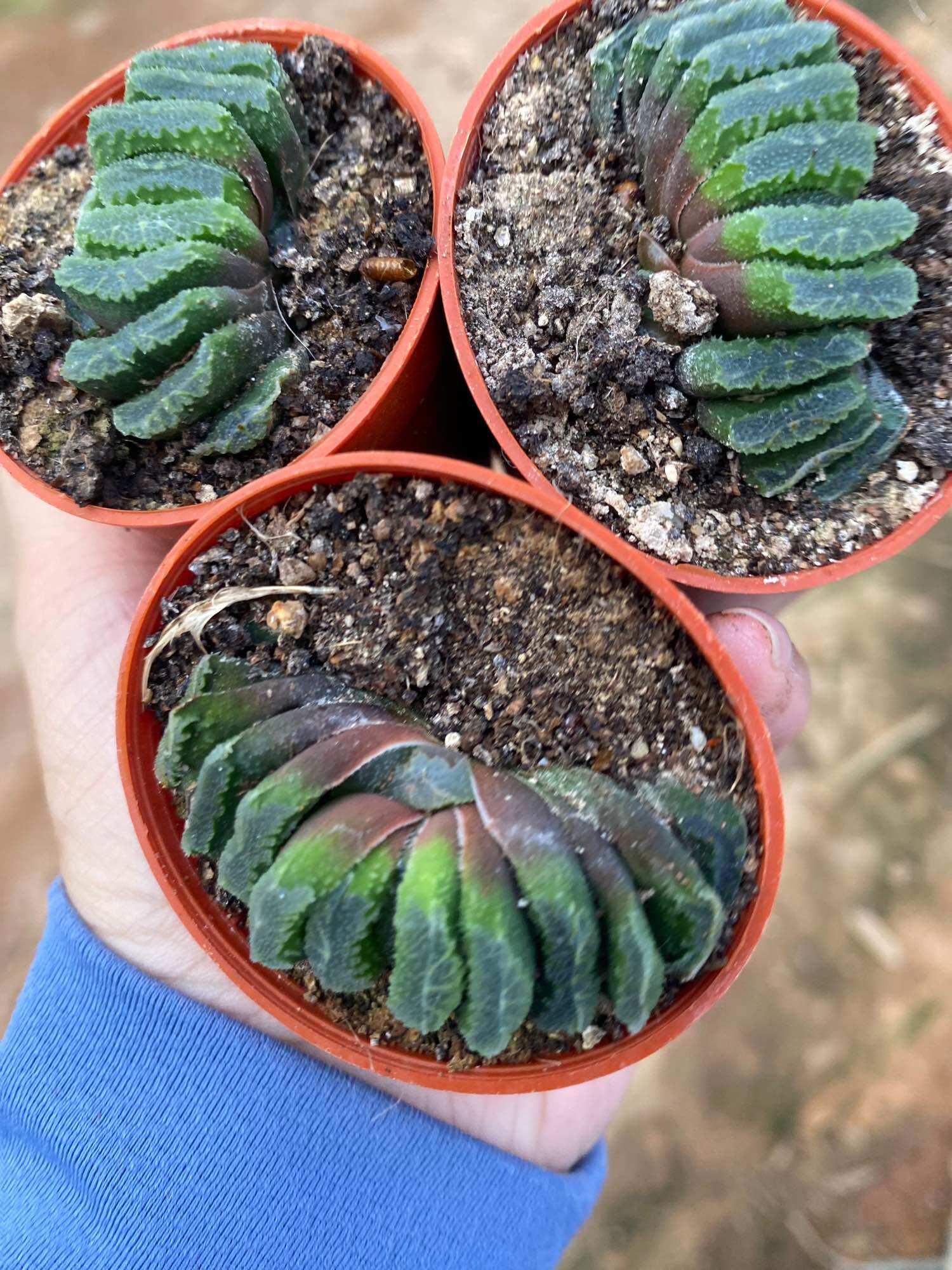 Echeveria 'Claudia' Rose Succulent 克罗地亚玫瑰多肉植物 | Lazada