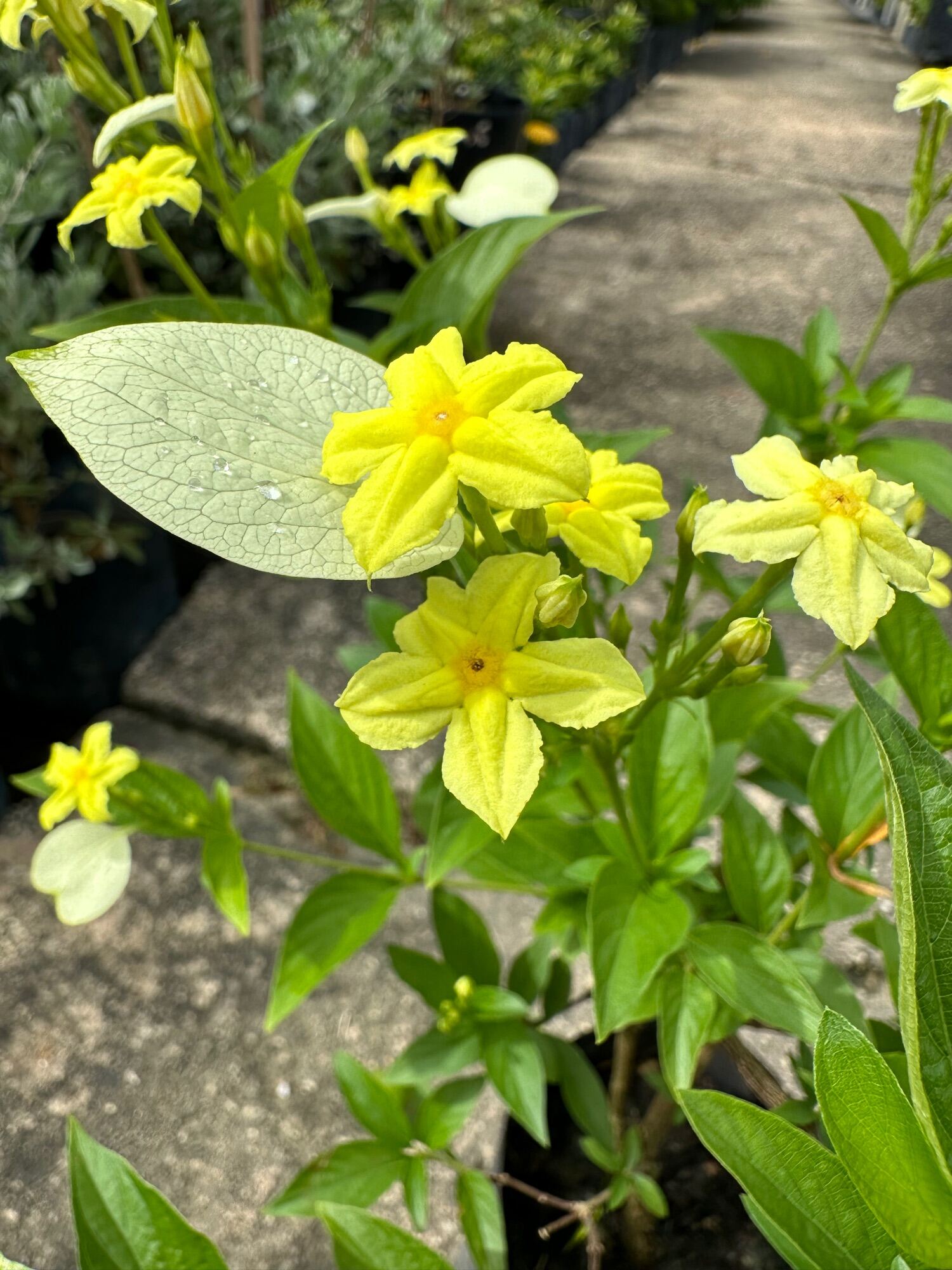 Dwarf Mussaenda yellow live plant | 小黄花 | Lazada