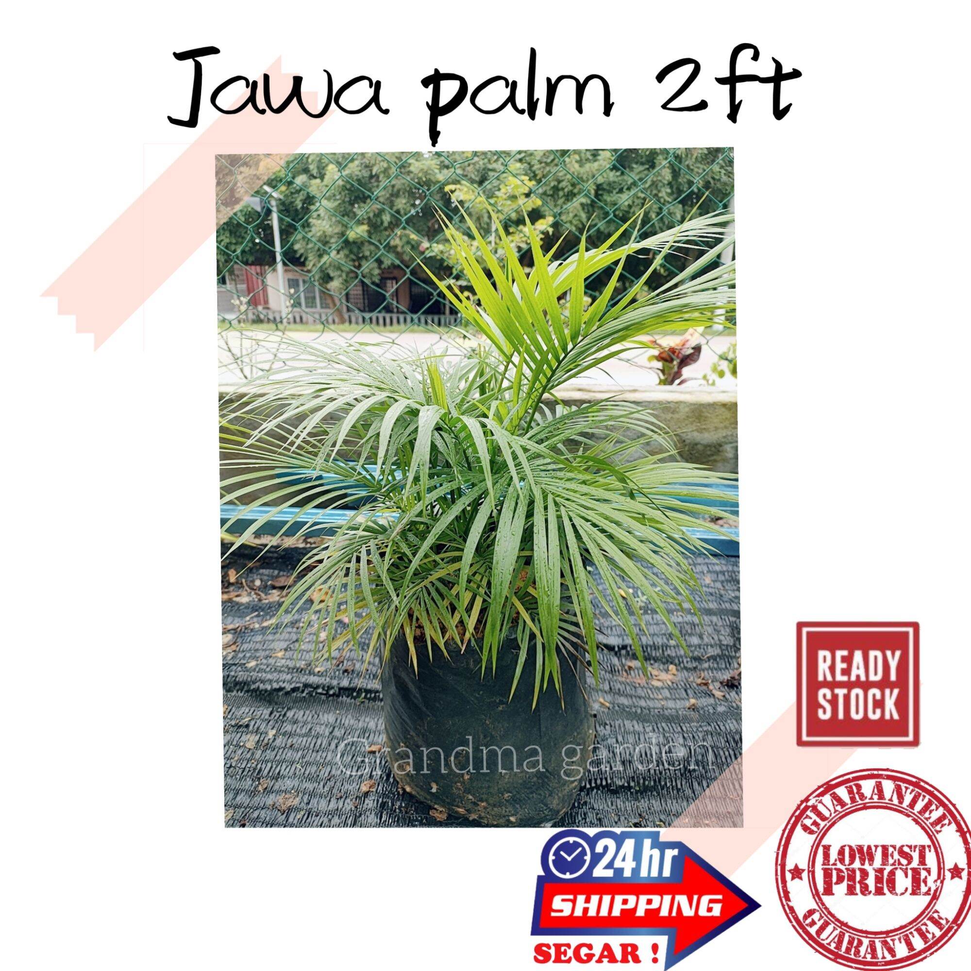 (GG real plant) Jawa palm big ^ 2ft tall pokok hidup hiasan rumah live ...