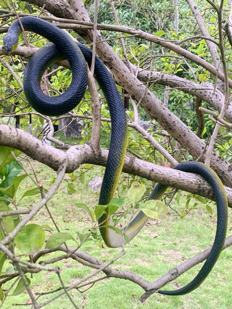 Scary Realistic Soft Rubber Snake Model Toy Fake Animal Decoration for Prank Children Play Dolls Life Size Cobra Python. 