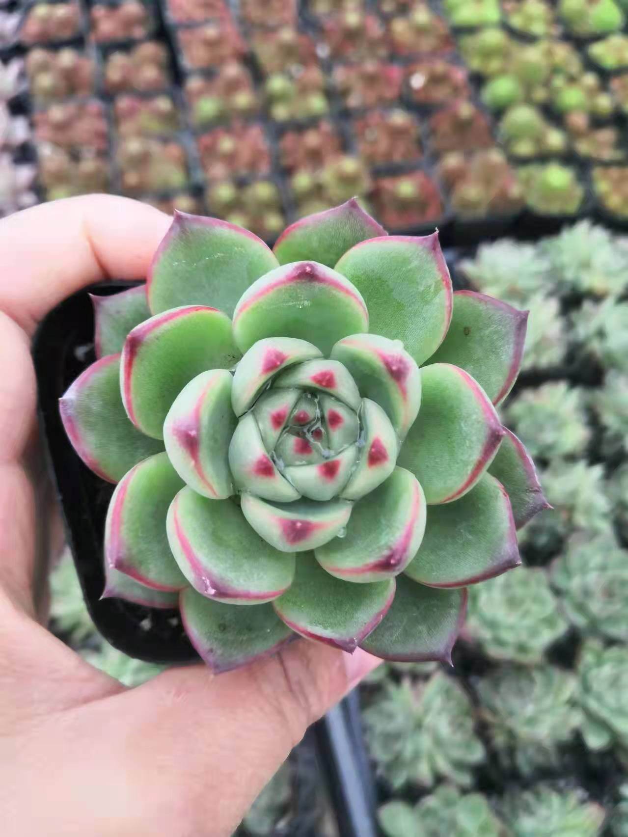 多肉月亮石 Echeveria Moon Stone 景天科拟石莲花属多肉植物 5 7cm Lazada