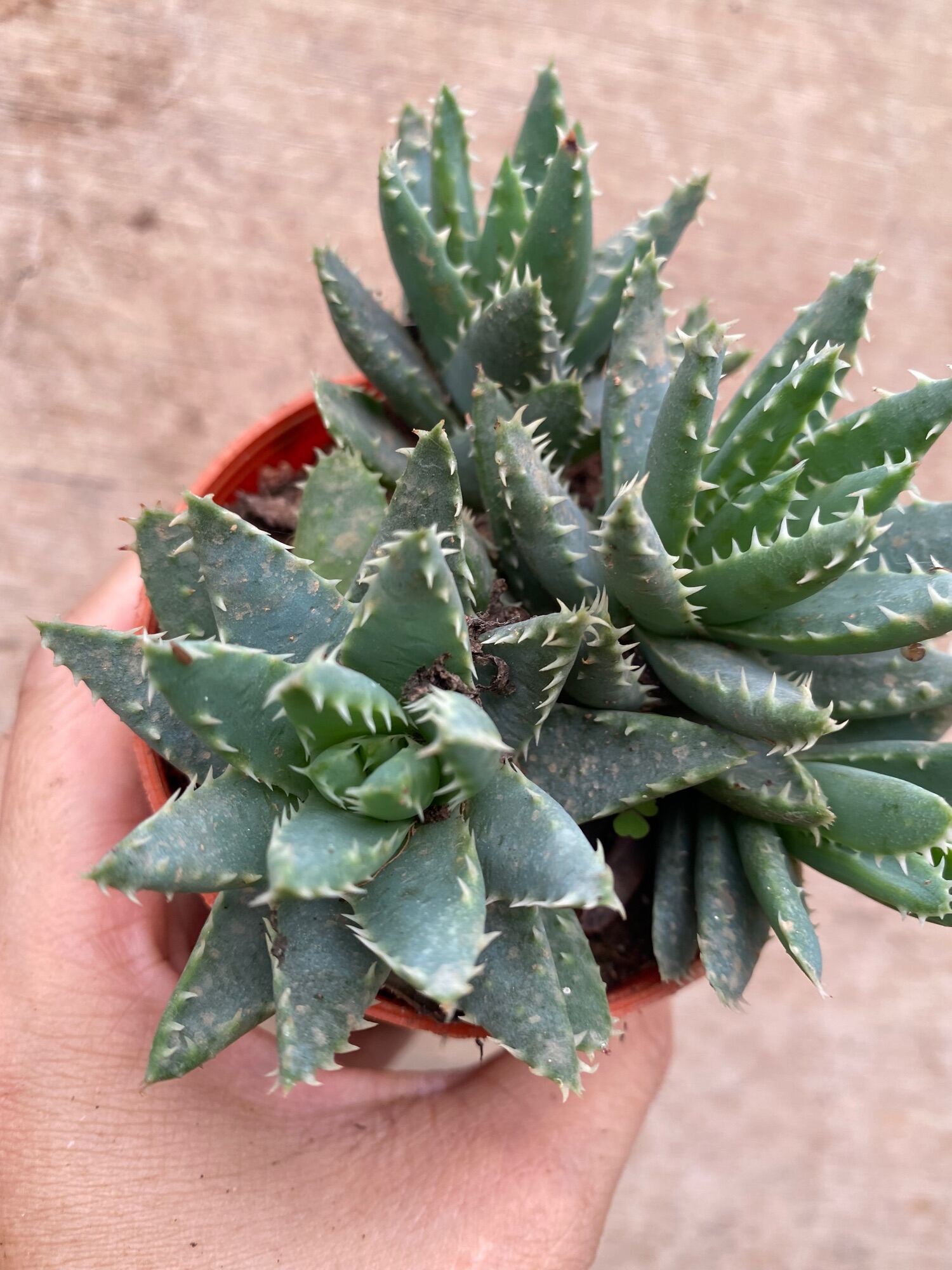 Echeveria 'Claudia' Rose Succulent 克罗地亚玫瑰多肉植物 | Lazada