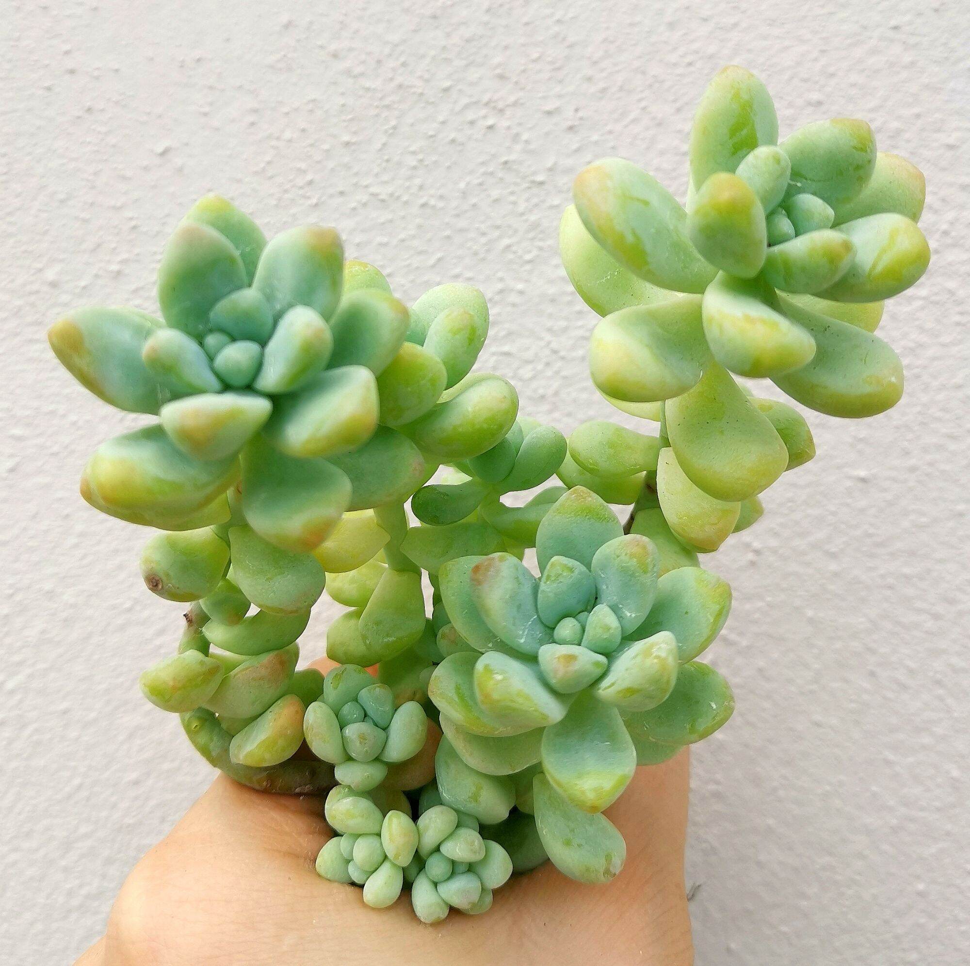 天使之泪Sedum treleasei Succulents | Lazada