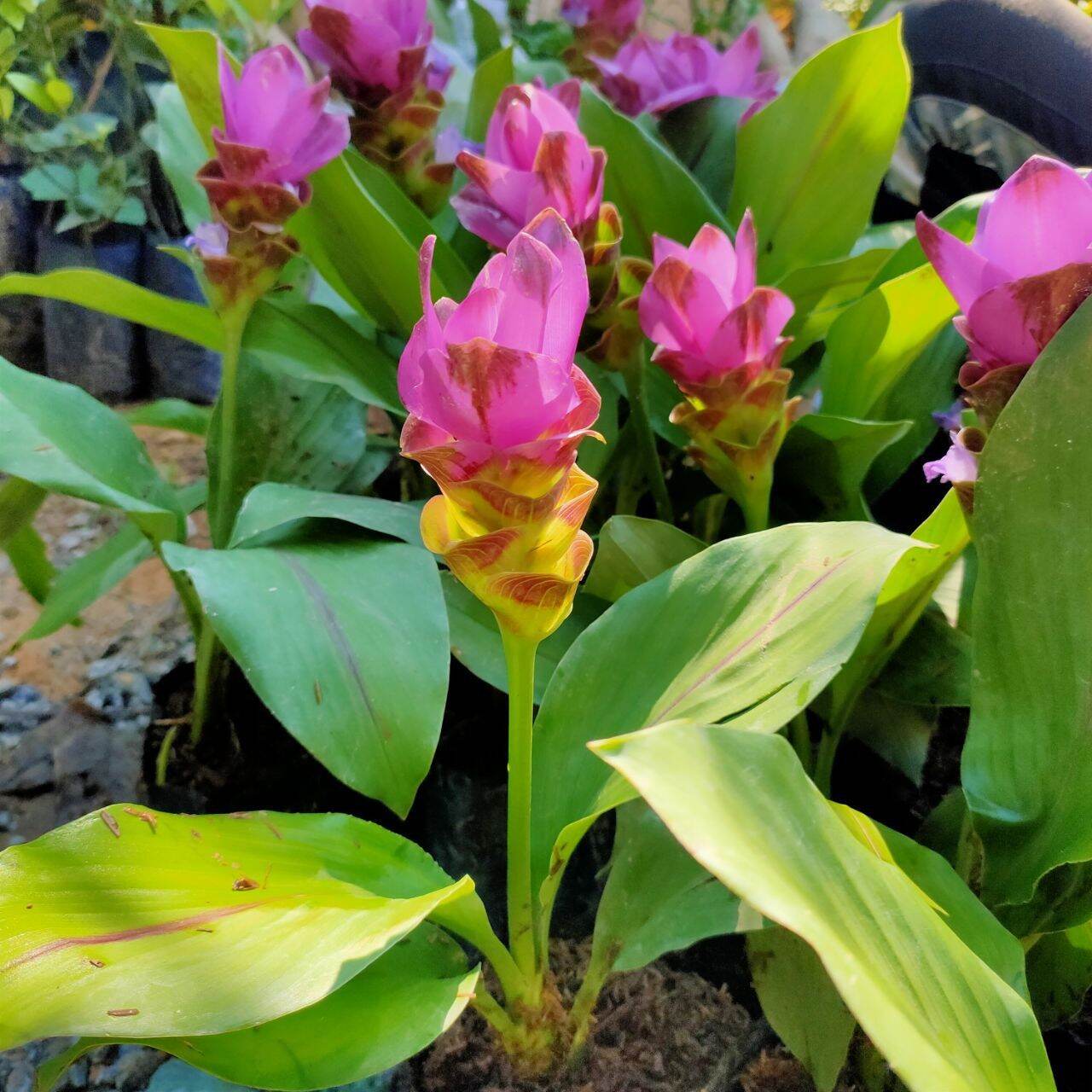 Pokok Bunga Tulip Siam Lazada
