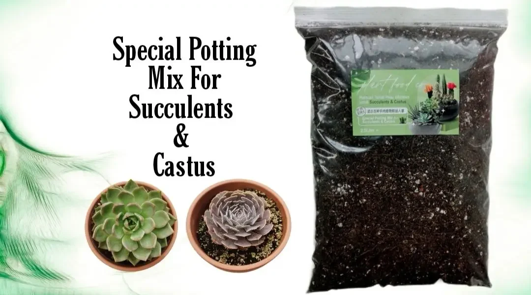 Succulent and Cactus Soil 2.5L