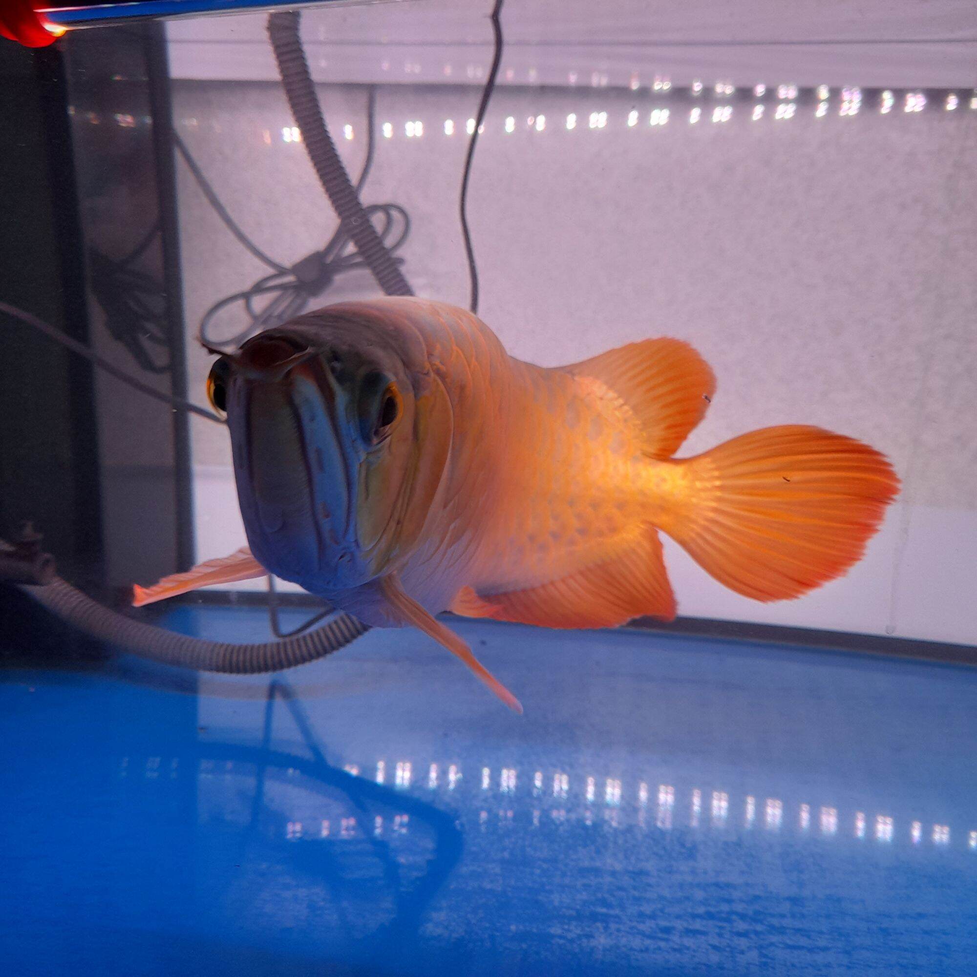 17-18inch Indo Super Red Blood Red Arowana with Certificate & Chip