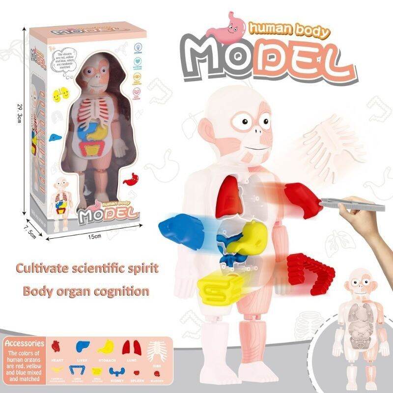 Kids Science Kit Human Body Anatomy Model Learning Educational Toys