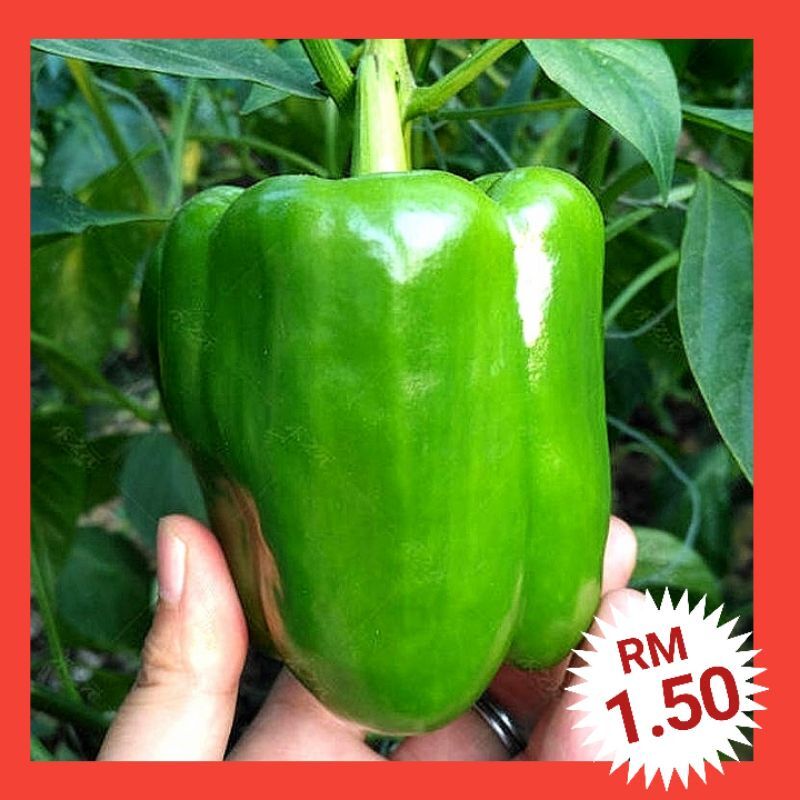 C4 Biji Benih Lada Benggala Hijau Capsicum Sweet Pepper Bell