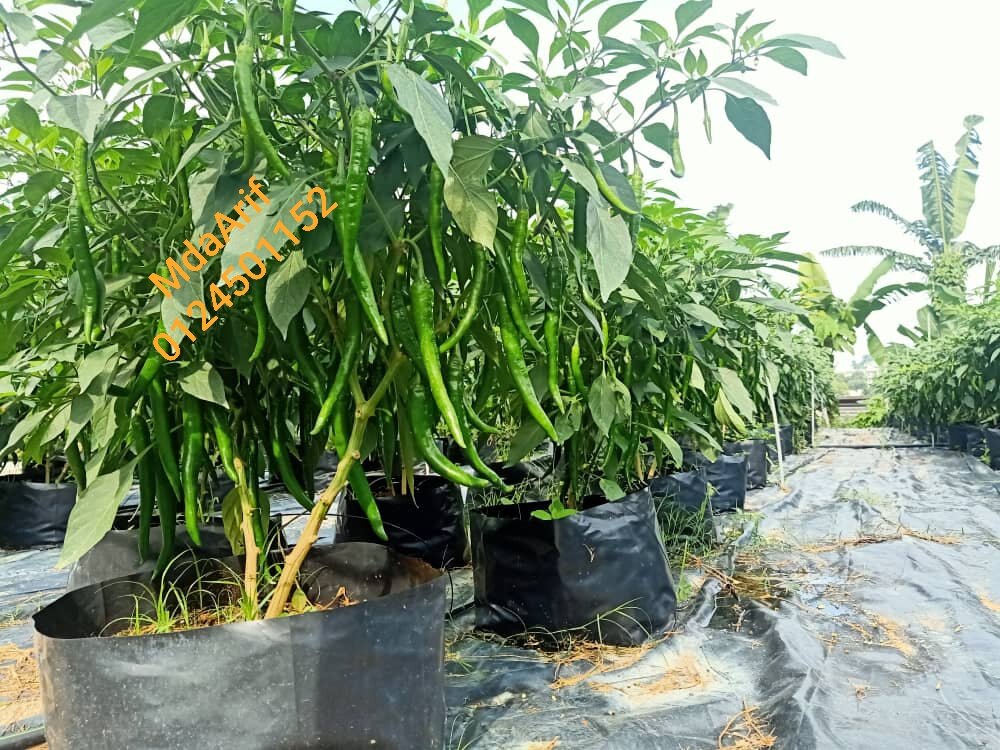 Bio One Plus(5lit)_PAKLONG BIO ONE PLUS, baja organik 7baja dalam ...