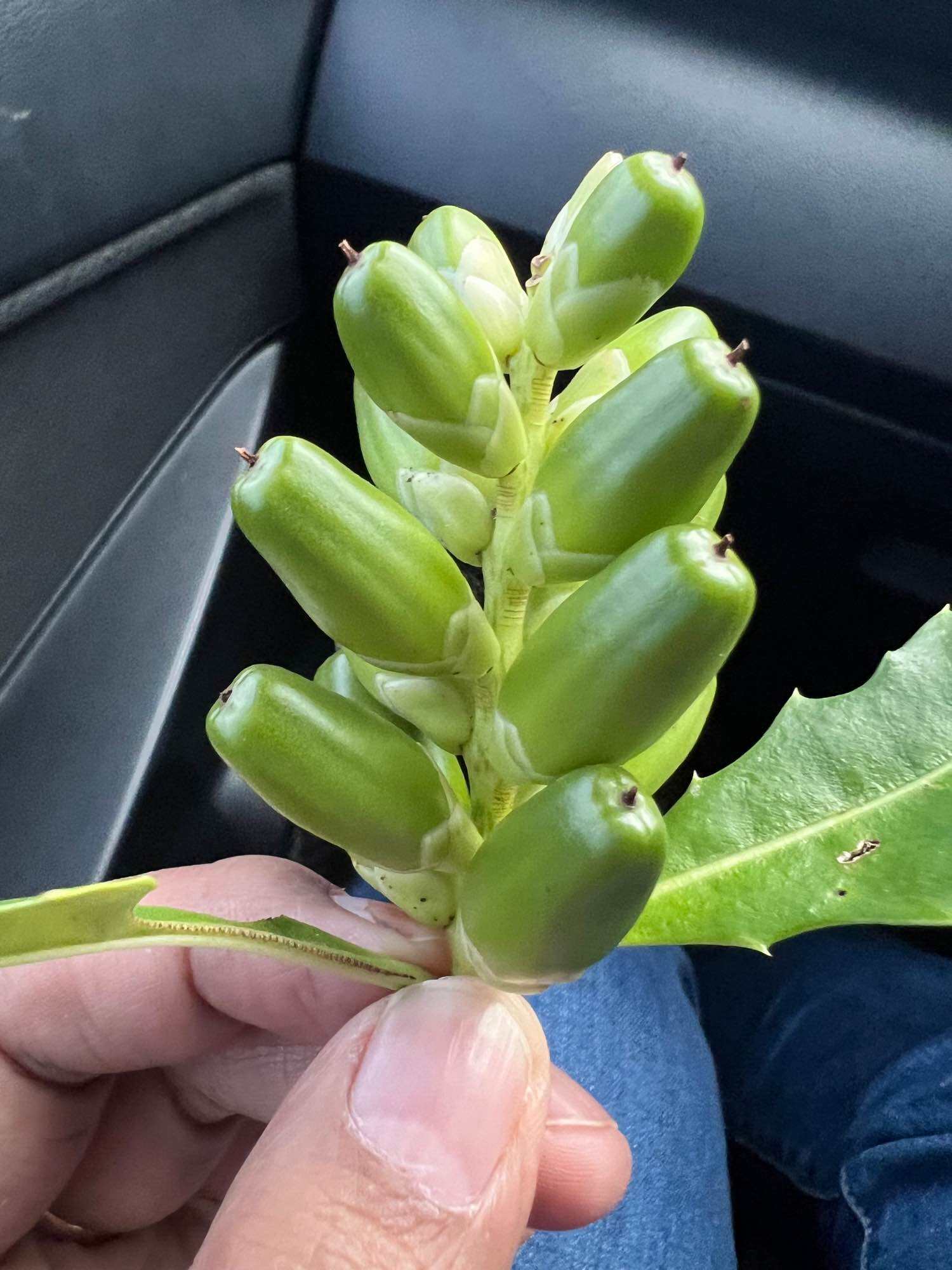 Buah Jeruju / Jemuju. 
