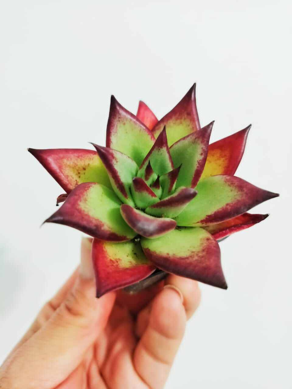 ECHEVERIA 'GORGON'S GROTTO' 10 Pcs Seeds – African Seeds