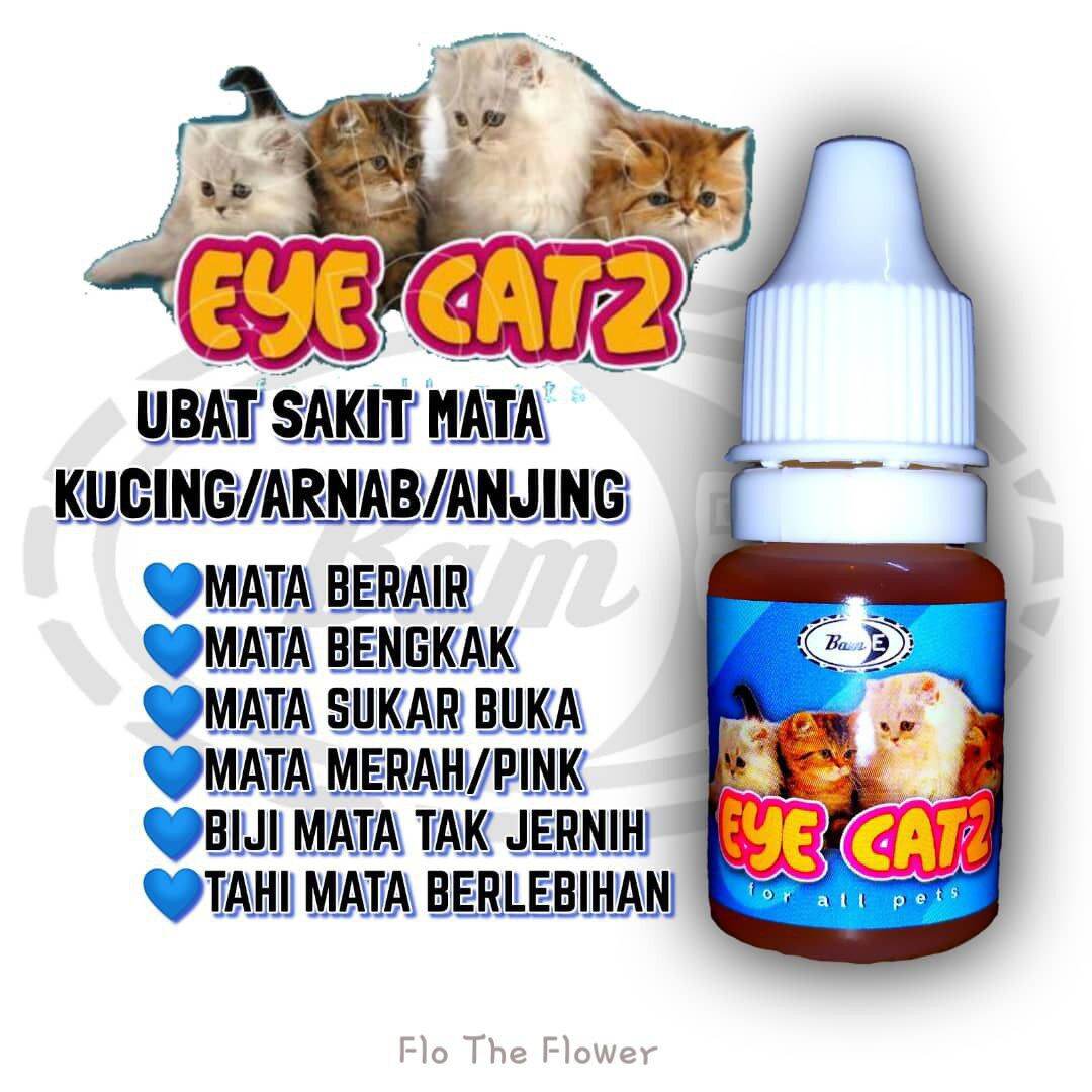 Beli ubat sakit mata kucing Pada Harga Terendah  Lazada.com.my