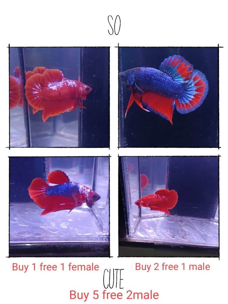 Red fancy fashion betta