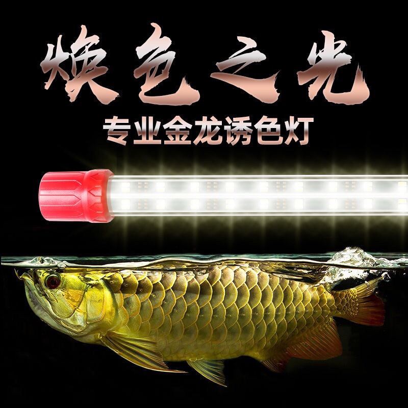 Arowana T8 RGB Tanning LED Light Special For Arowana MGBB Golden Head 24k Arowana Lazada