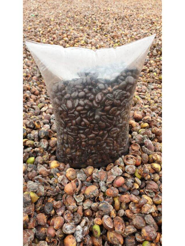 [New Arrival] Local/Batu Pahat ,Rengit Johor Liberica Roasted Coffee