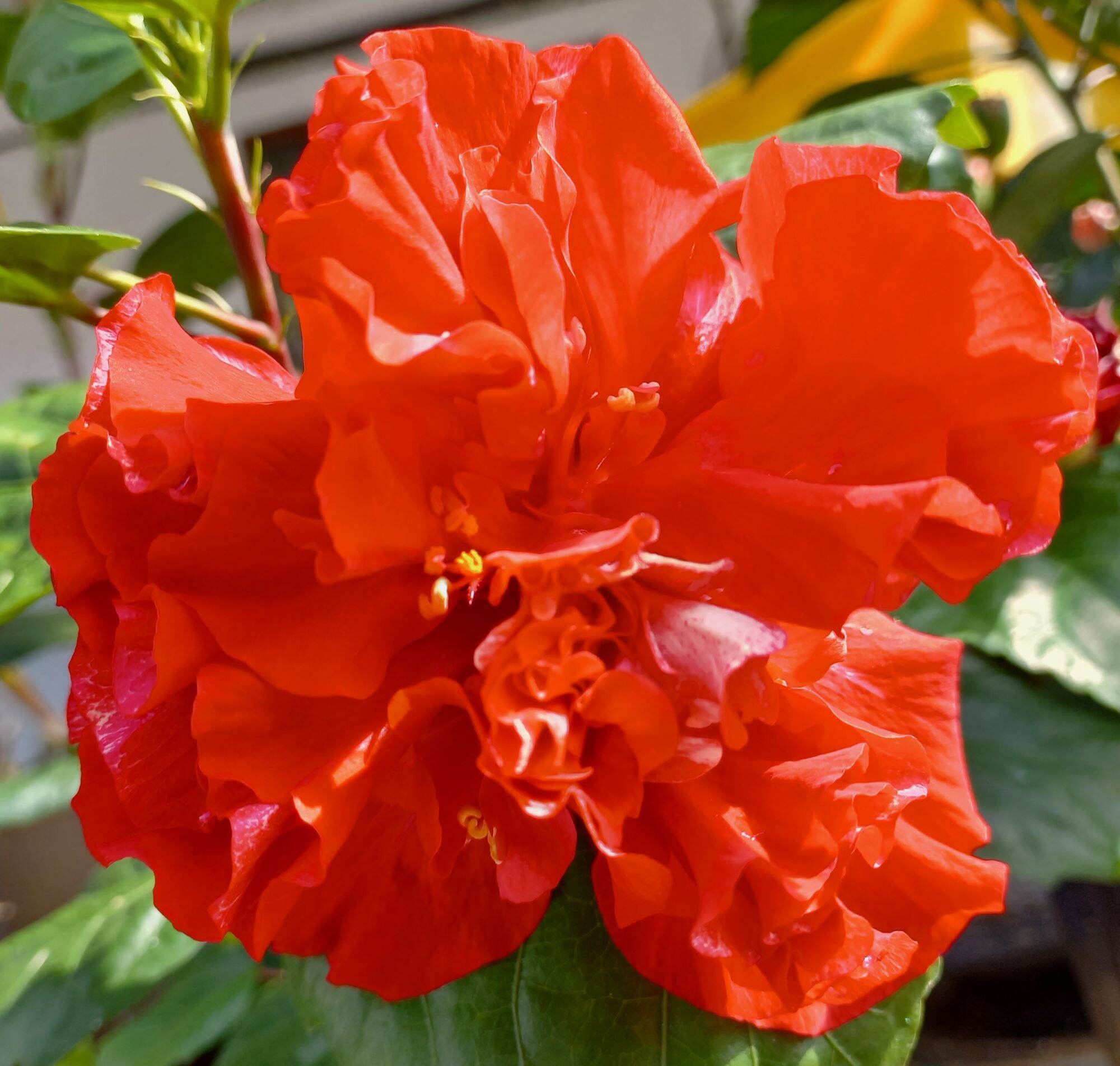 Pokok Bunga Raya Hybrid - Hibiscus [Live Plant] | Lazada