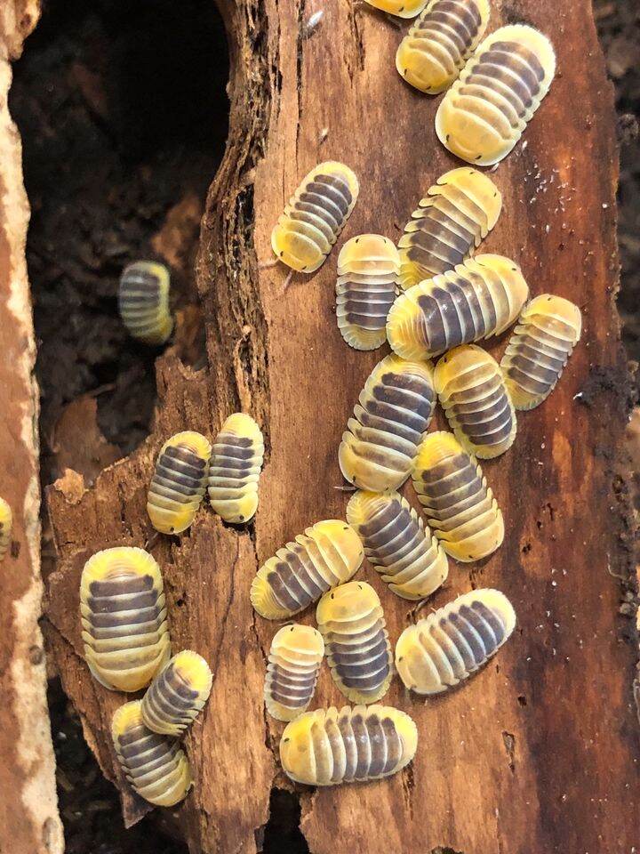 isopod(cubaris jupiter) | Lazada