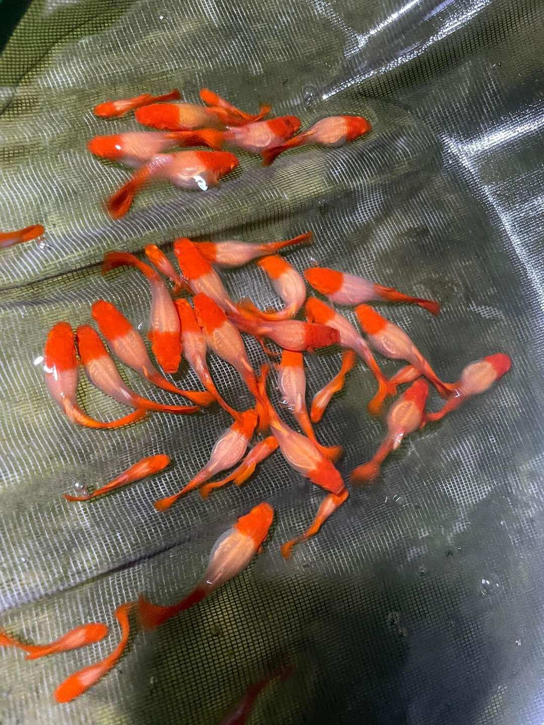 Live Fish Live Albino Koi Red Ears Guppy Fish Trio - 1 Male & 2 Female ...
