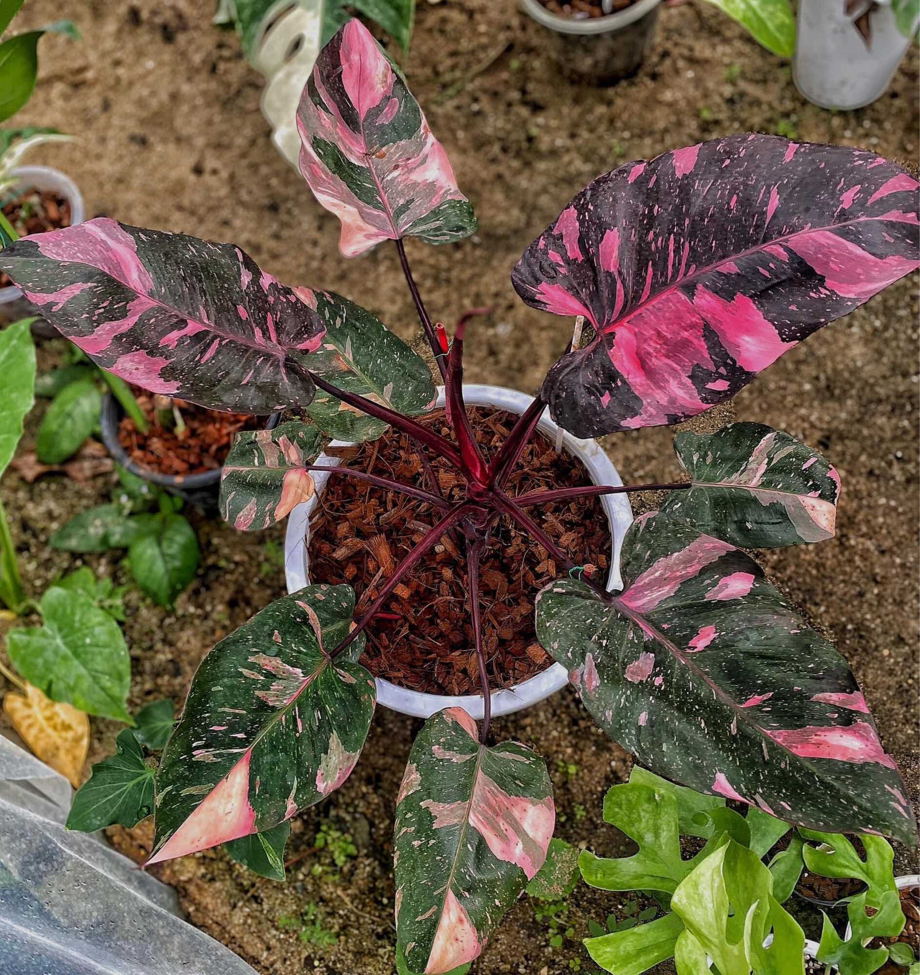 Philodendron Pink Princess Marble King | Lazada