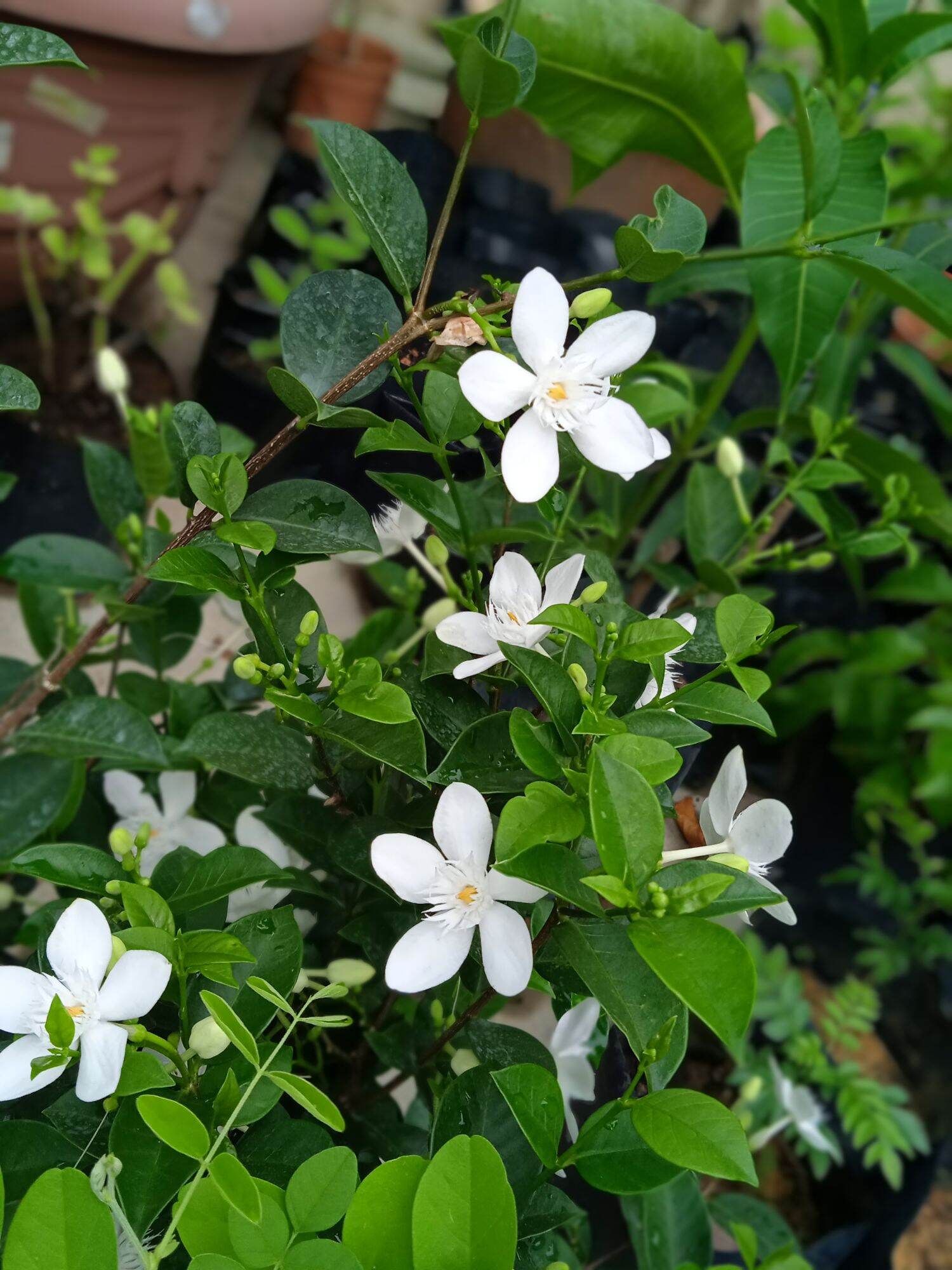 Thai Jasmine Sapling / Anak Pokok Bunga Melur Thai (Live Plant) Lazada