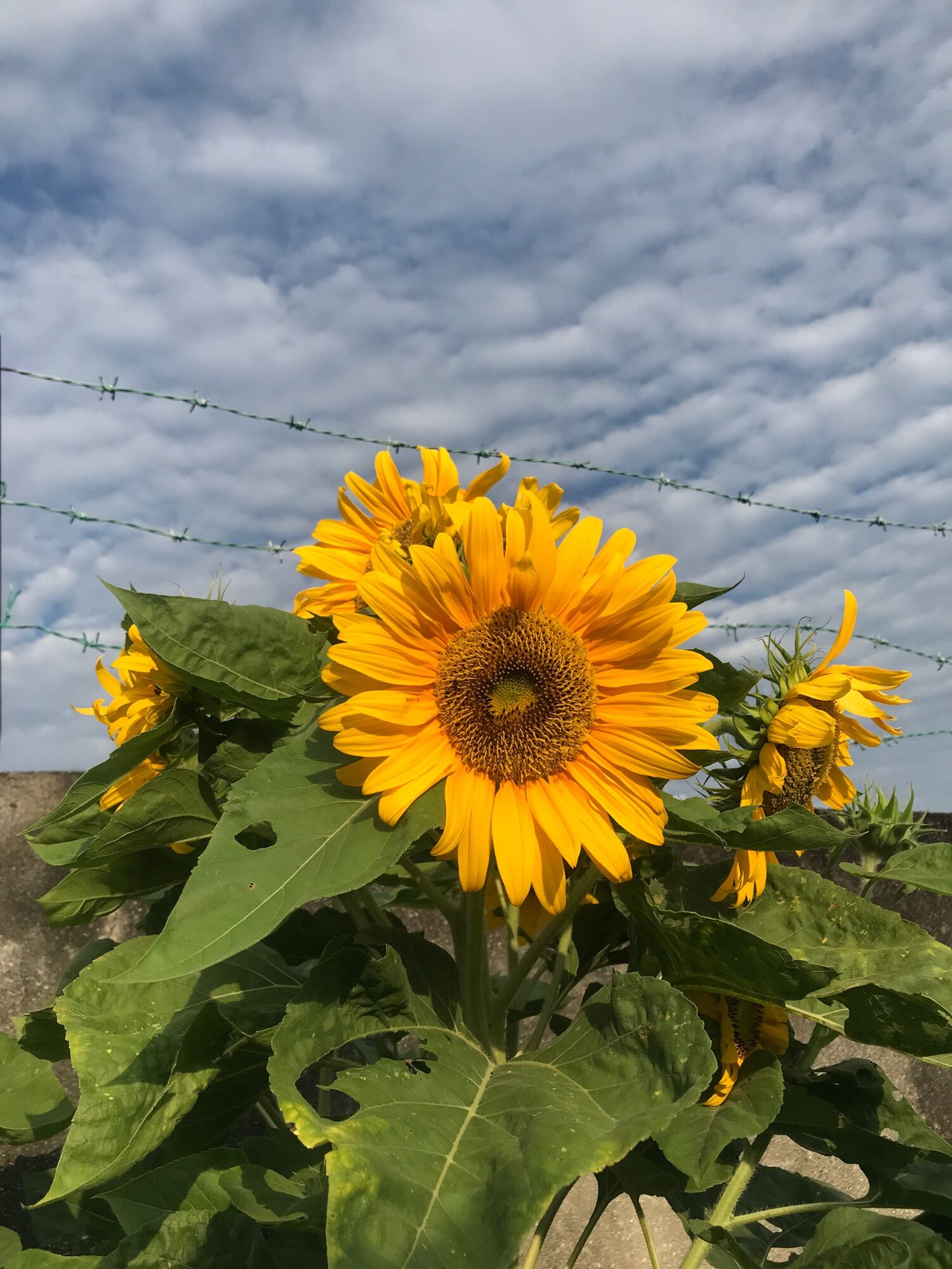 Big Sunflower seeds/Biji bernih bunga matahari besar向日葵/太阳花种子 10