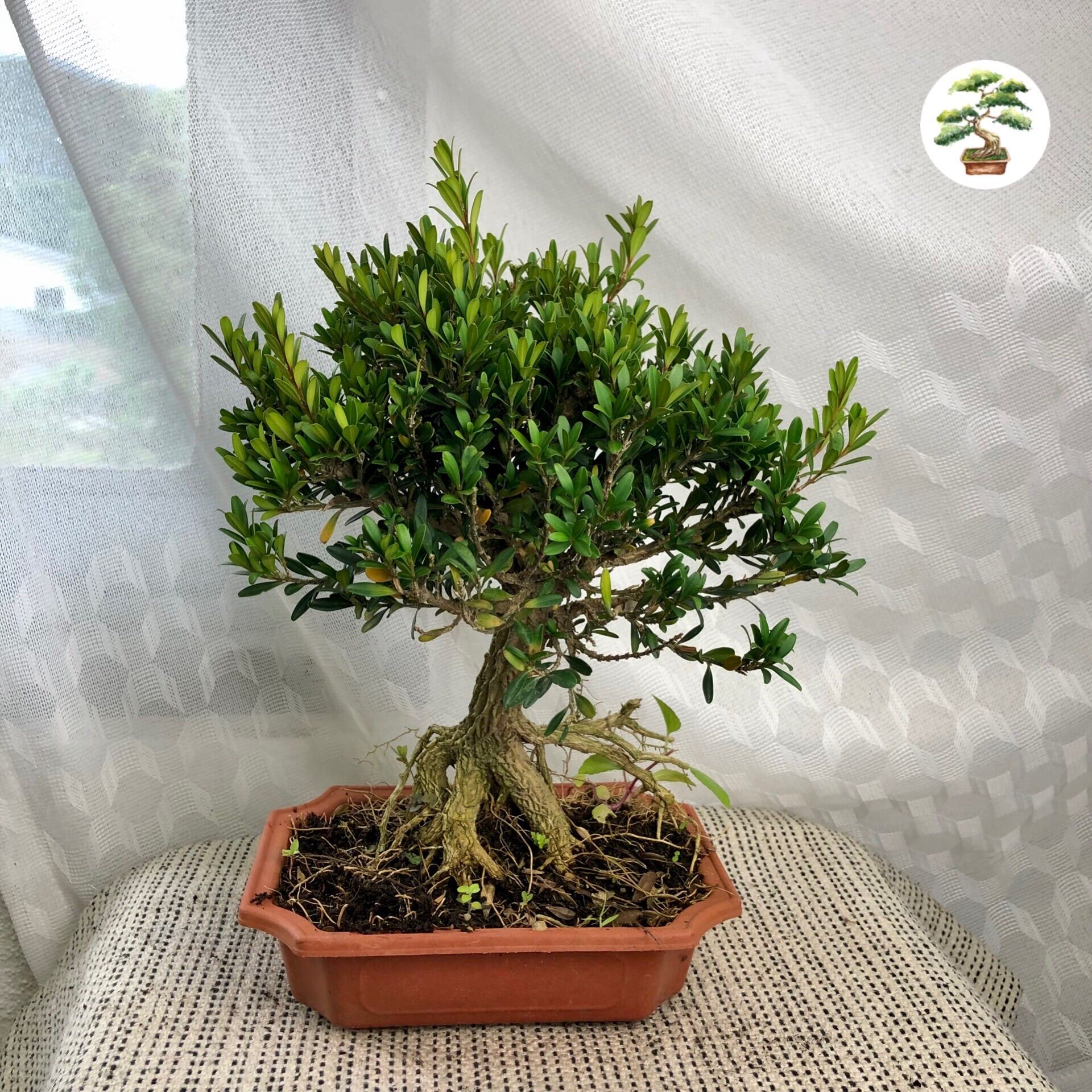 90s Greenovation Live Plant Buxus Bonsai 黄杨盆栽- Lazada | Lazada