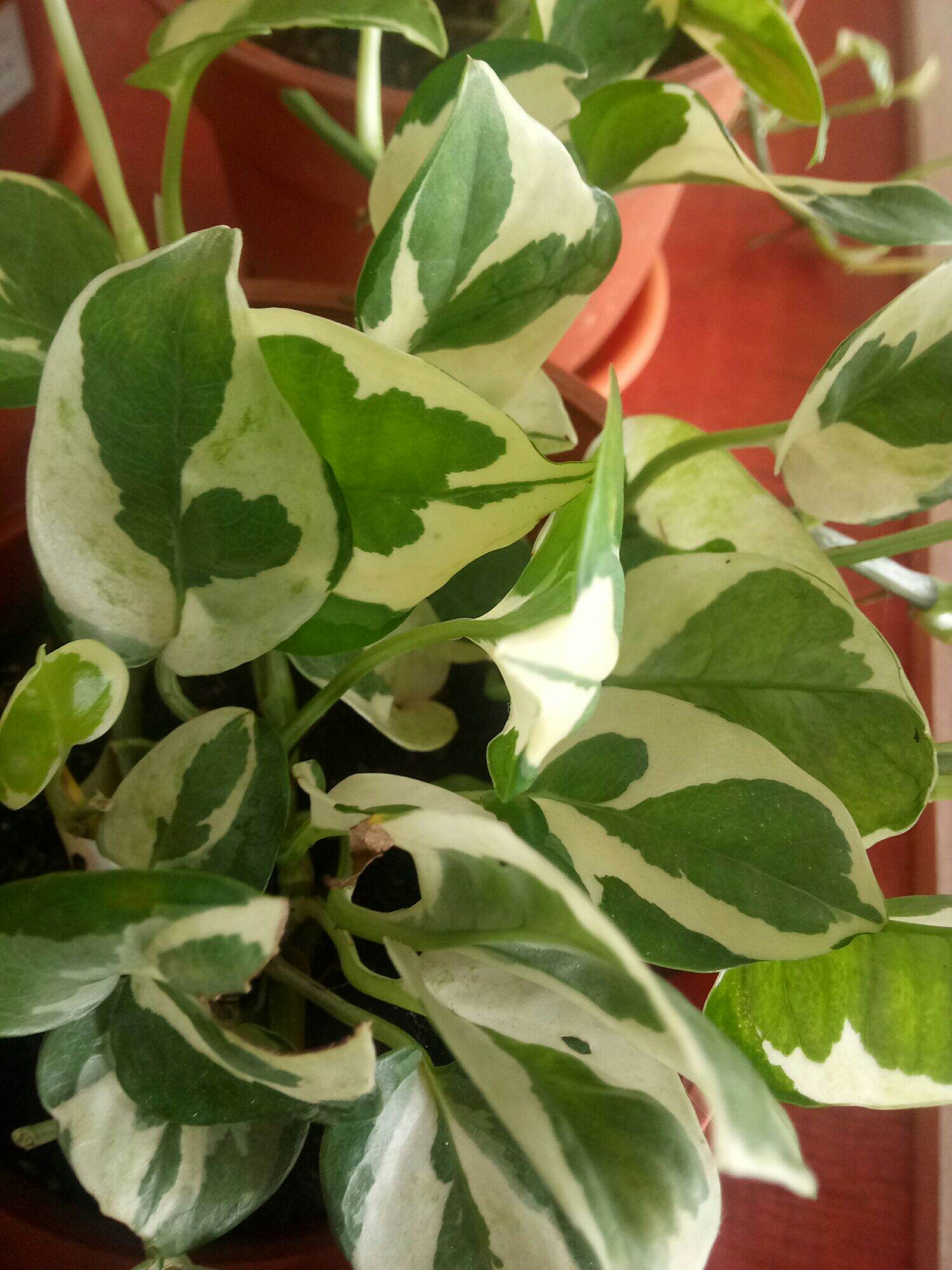 Sirih Puteri money Plant Njoy Live Plant Indoor Lazada