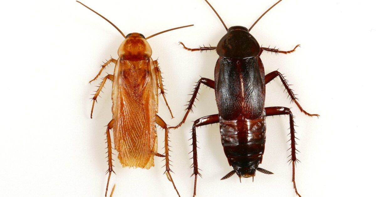 Cockroach Castle Official Store in Malaysia, Online Shop 12 2024