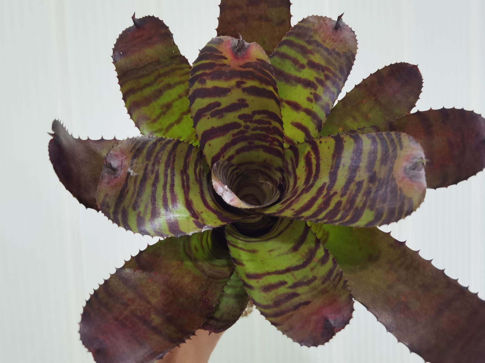 Neoregelia Carcharodon Tiger ブロメリア・エアープランツ Neoregelia