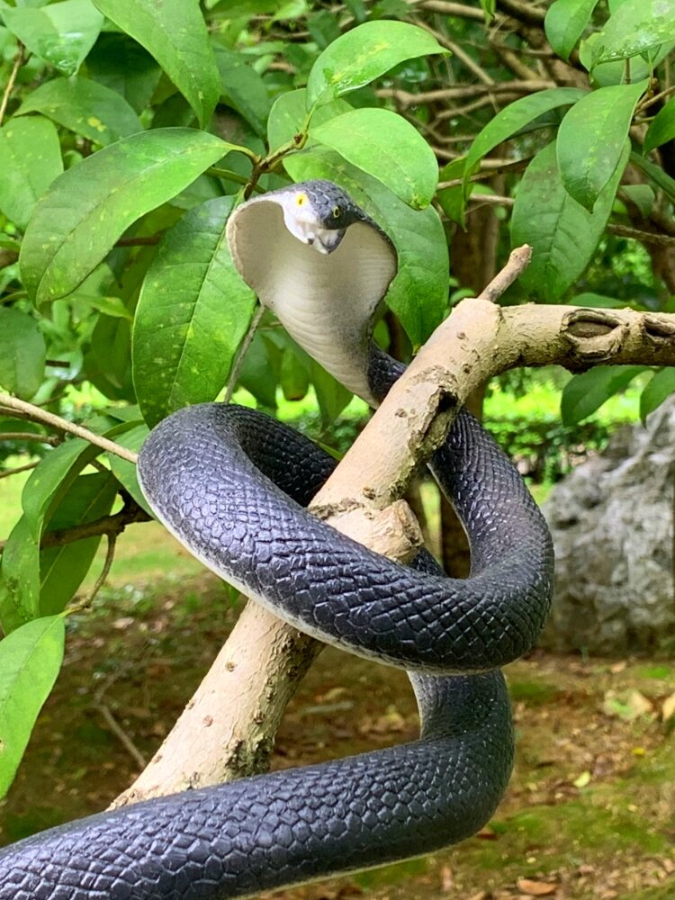 Scary Realistic Soft Rubber Snake Model Toy Fake Animal Decoration for Prank Children Play Dolls Life Size Cobra Python. 