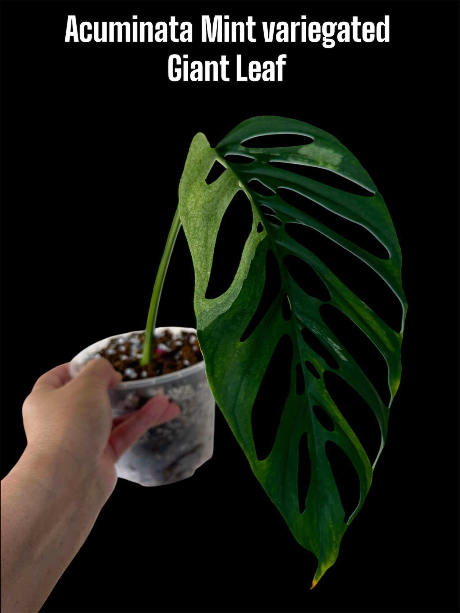 Monstera Acuminata Mint Tricolor Variegated indoor live plant | Lazada
