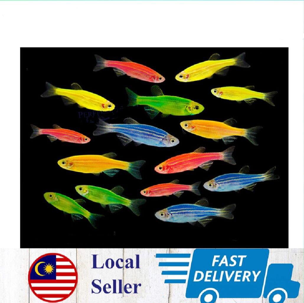 Zebra Danio Neon Live Fish Random Colour | Lazada