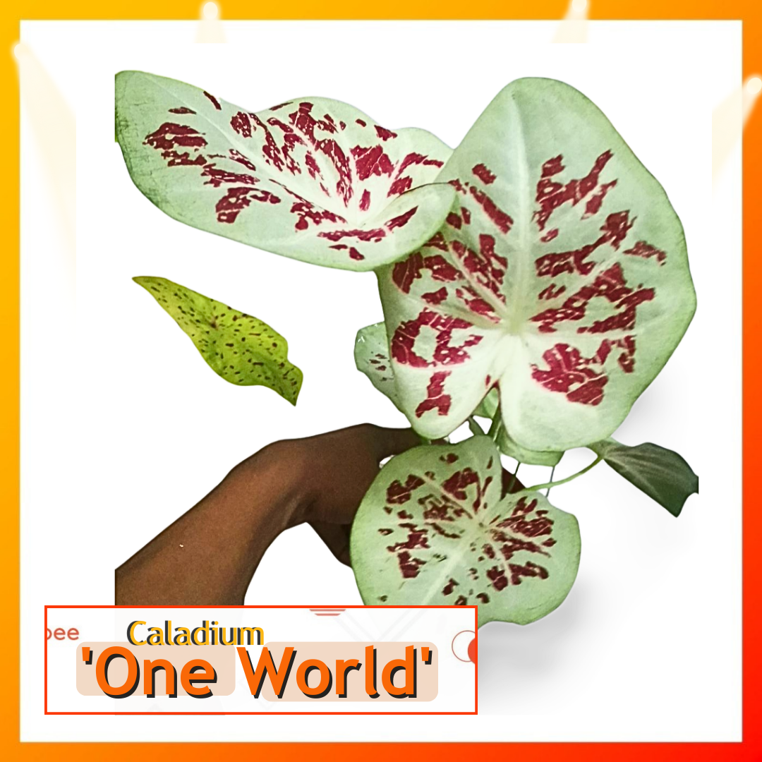 Caladium One World [Caladium Plants-Pokok Keladi /Indoor Plant/Real ...