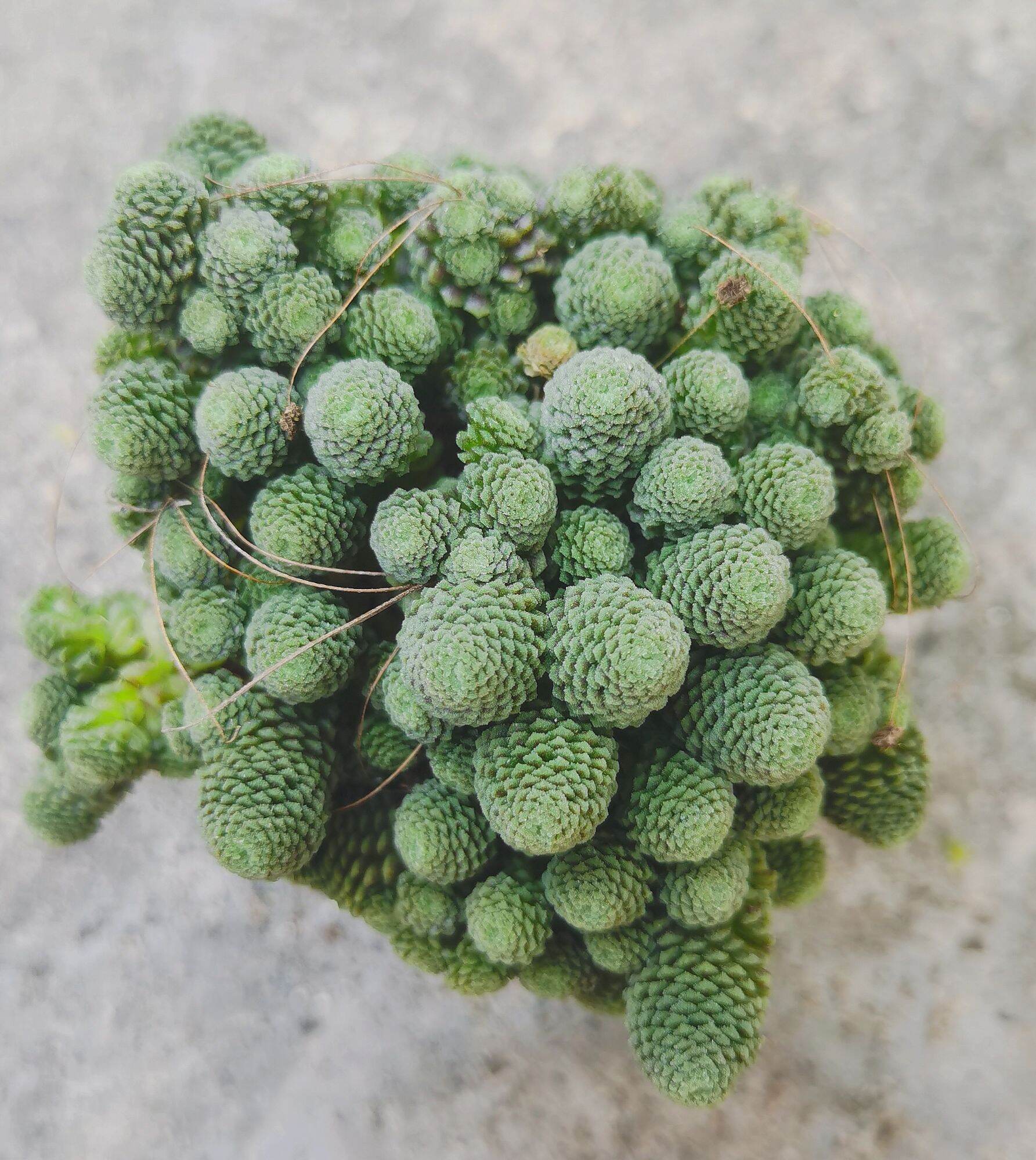 多肉植物  ❤️マディバ ❤️ 饺子皮❤️1大頭15cm拔キ苗 Echeveria Madiba Succulent 3cm Without Pot 马帝巴/ 饺子皮