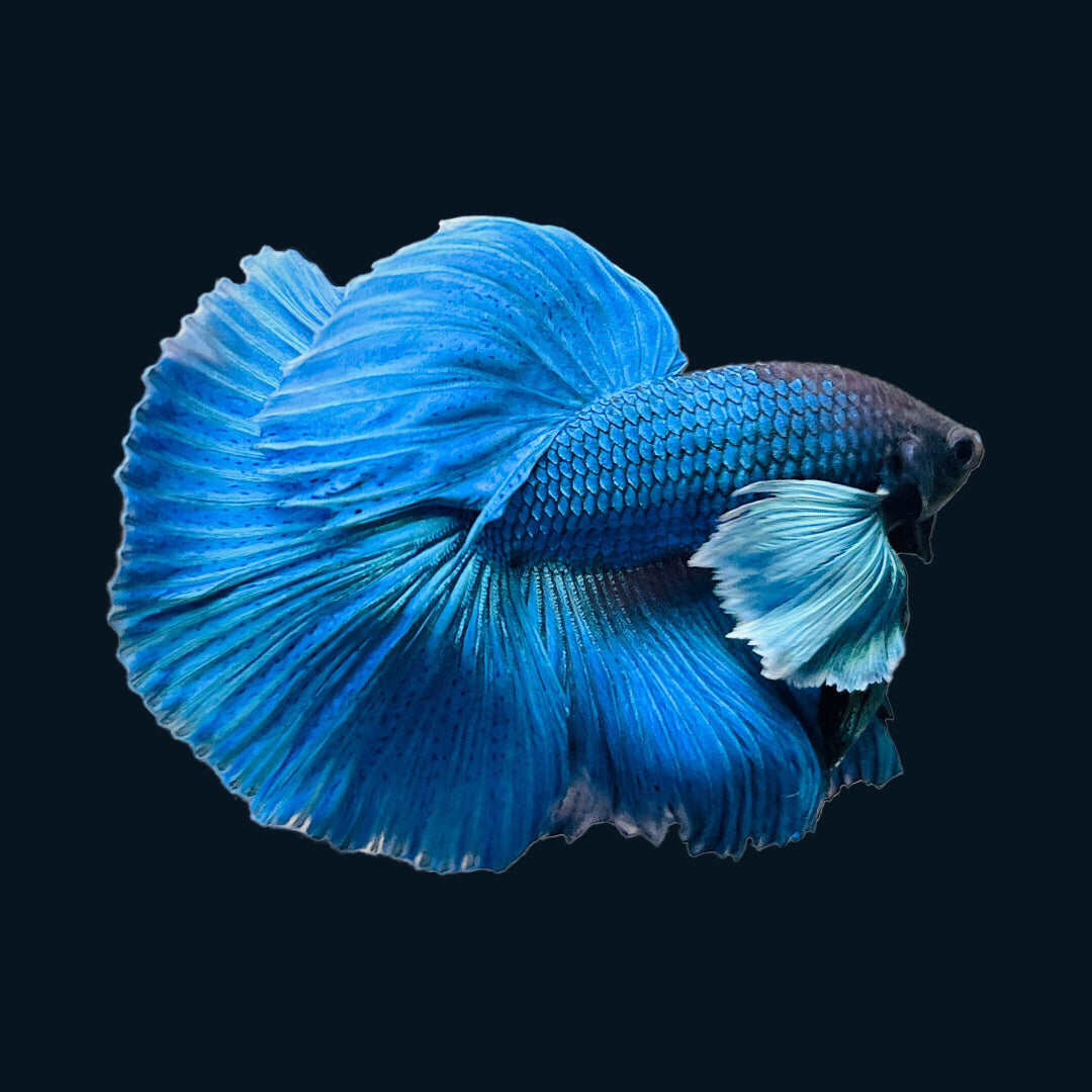 Lazada hot sale betta fish