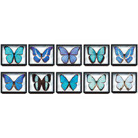 MOYINGXIONG | Special Edition Blue Morpho Butterfly Magnet Decor