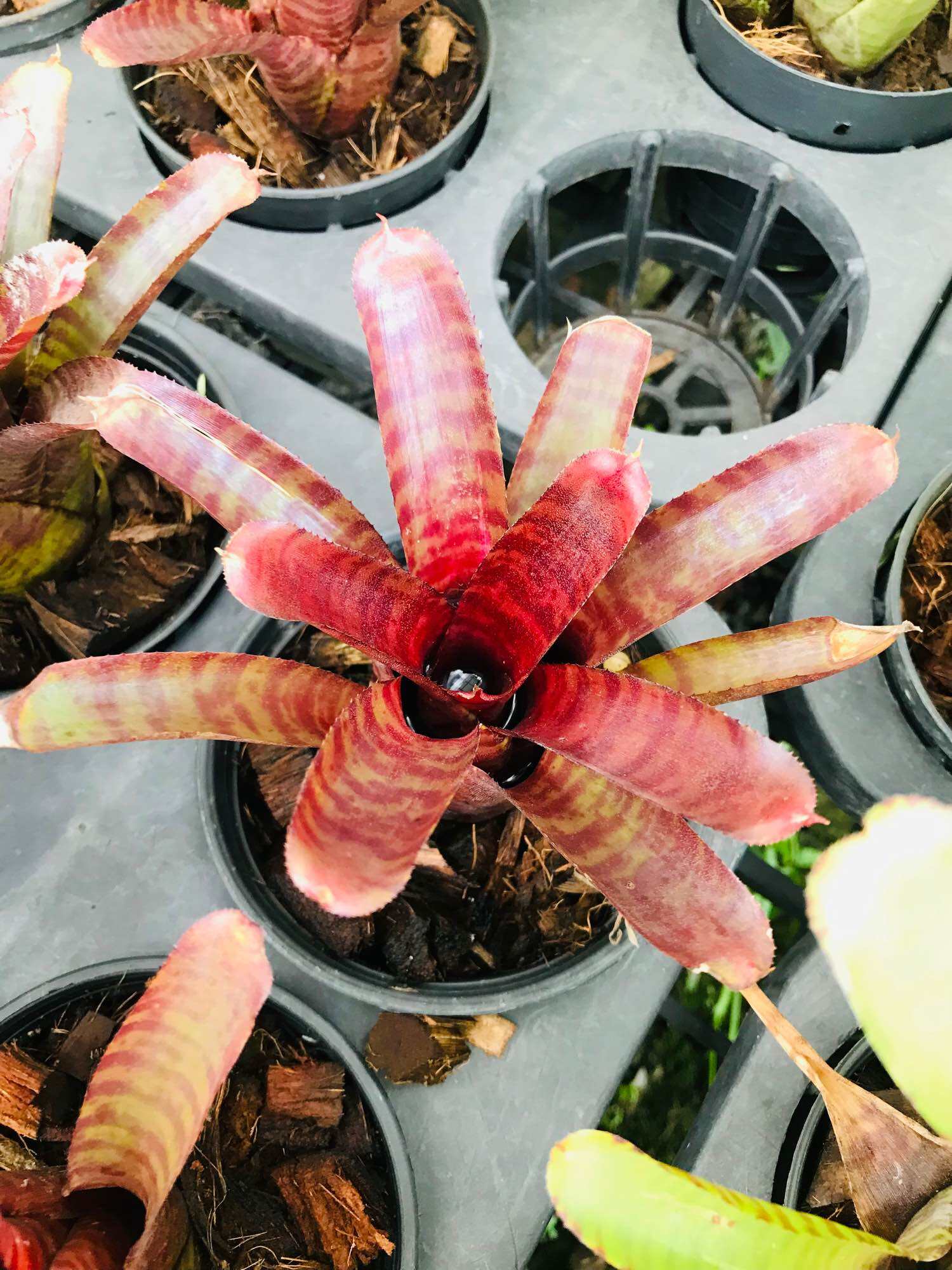 Neoregelia Red Tiger Plants ( miniature ) 積水风梨/bromeliad | Lazada