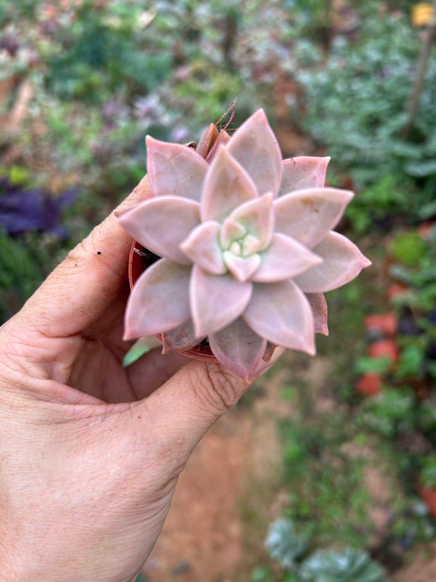 orange lovers） 橙色恋人多肉植物Orange Lovers Succulent Plant